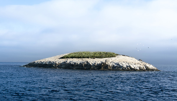 Bird Rock Off Catalina Island