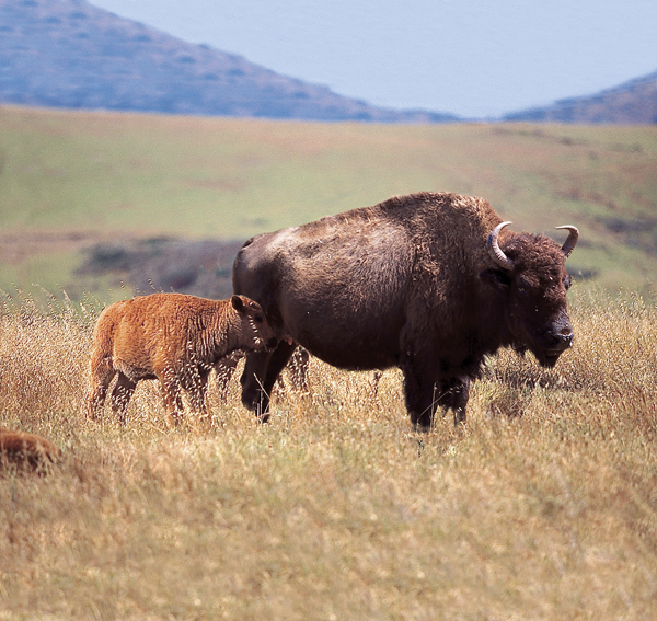 Mama and Baby Buffalo on Catalina Island
