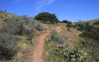 Trans Catalina Trail Ascending