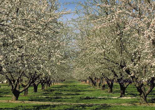 Fresno: Pear Orchard