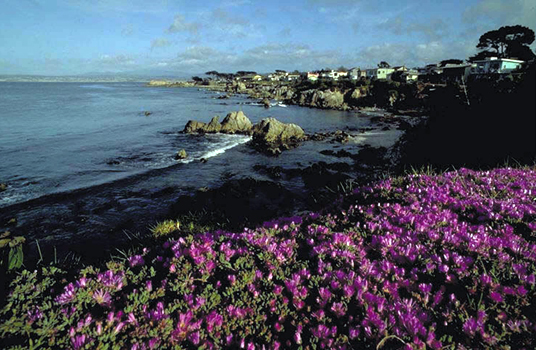 Monterey Bay Pacific Grove
