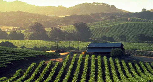 Wine Country of California