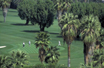 Palm Springs Golfing