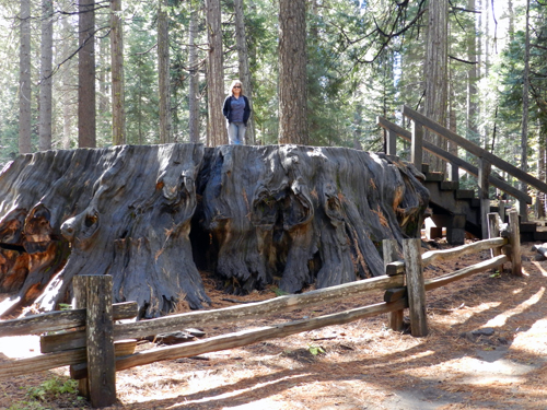 Calaveras Big Trees State Park in California