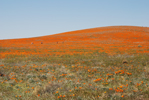 California Poppy Preserve