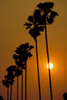 Redlands Palm Tree Sunset