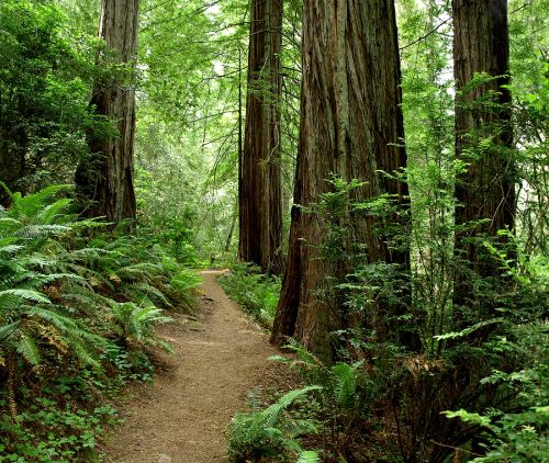 California Redwood Forest Trail