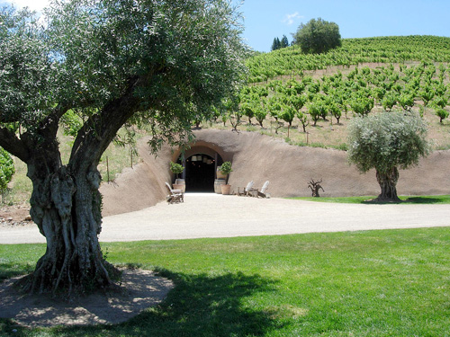 Sonoma, California: Wine Cave and Olive Tree